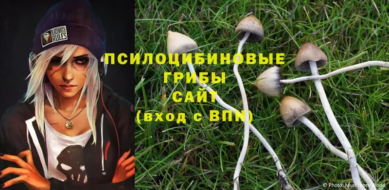 Псилоцибиновые грибы Psilocybe  Минусинск 